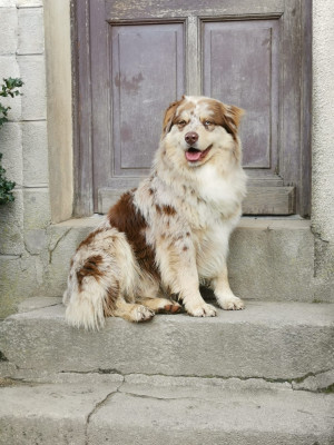 Étalon Berger Australien - TOTORO Du Haras De La Toison D'Or