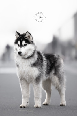 Étalon Siberian Husky - Flower Of Tenebrae Abanero Pimento