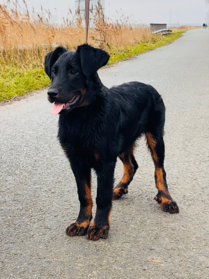 Étalon Berger de Beauce - Yvar Dexter du Fond des Camps