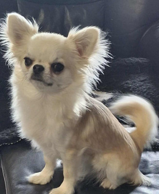 Étalon Chihuahua - Ulia Des Légendes De Sardelis