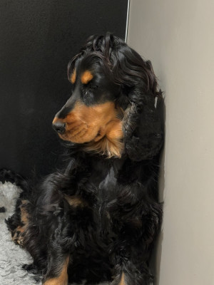 Étalon Cocker Spaniel Anglais - Uka de La Constellation d'Heelou