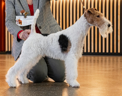 Étalon Fox Terrier Poil Dur - Uber-Junior du Haillet des Corneiredes