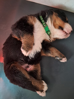 Étalon Bouvier Bernois - Baloo Du Royaume De La Vallée