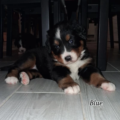 Étalon Bouvier Bernois - Blue Du Royaume De La Vallée