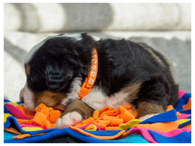 Étalon Bouvier Bernois - Bagheera Du Royaume De La Vallée