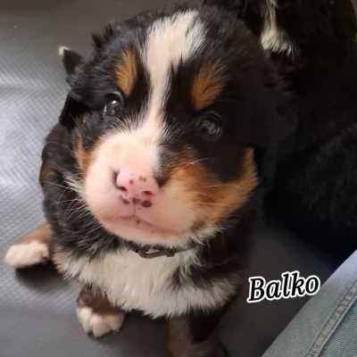 Étalon Bouvier Bernois - Balko Du Royaume De La Vallée