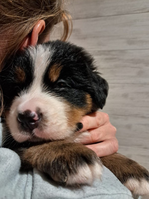 Étalon Bouvier Bernois - Bleu Du Royaume De La Vallée