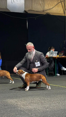 Étalon Staffordshire Bull Terrier - CH. Vlad l'empaleur Des Dunes De Valenpierre