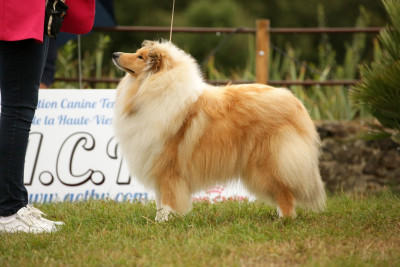 Étalon Colley à poil long - CH. Vision of Love Du Clos De Seawind