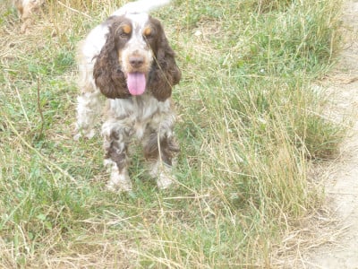 Vinca Du taillis du houx