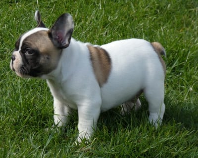 Étalon Bouledogue français - Yves Leccia du Domaine Rosaris