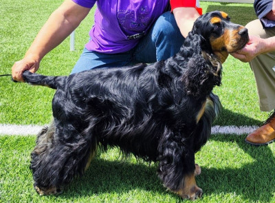 Étalon Cocker Spaniel Anglais - TR. CH. O'DOPE De Dasilva