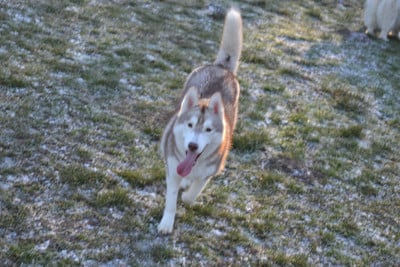 Étalon Siberian Husky - Always Believe Inyour Dreams Wolves Of The Moon