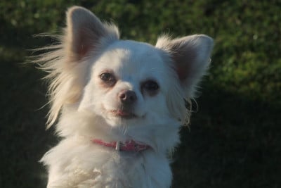 Étalon Chihuahua - Vénus De L'Arche De Lolita