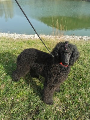 Étalon Caniche - rumba black Domaine du parc