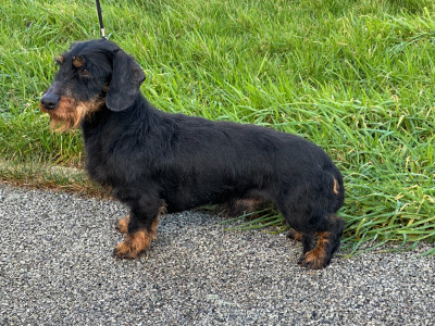 Étalon Teckel - URF du Bois d'Achelles