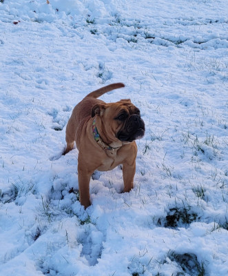 Étalon Bulldog continental - Vraiment l' DAWA Ty Moutik