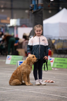 Étalon Golden Retriever - Viviane Du Domaine Du Petit Perchis