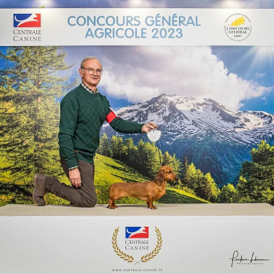 Étalon Teckel - Rhea de ker ki douar