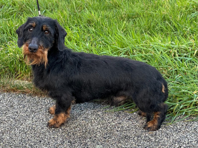 Étalon Teckel poil dur - URF du Bois d'Achelles