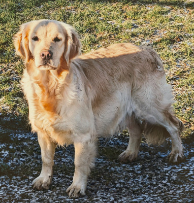 Étalon Golden Retriever - TEQUILA MANGO De L'Esprit D'Oural