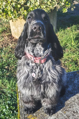 Étalon Cocker Spaniel Anglais - Absolutely irresistible De Quattro Castella