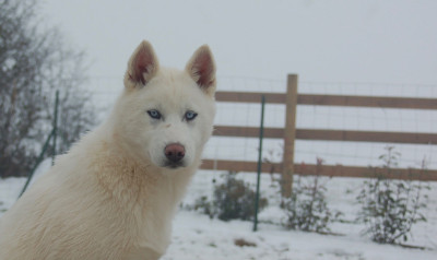 Étalon Siberian Husky - ALASKA Du domaine pacifique
