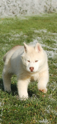 Étalon Siberian Husky - ASHOKA Du domaine pacifique