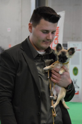 Étalon Chihuahua - A Flower Bomb Des Petits Saints Du Noble Lewis