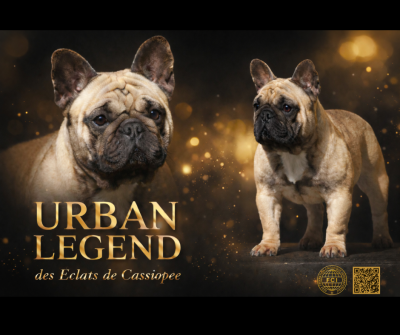 Étalon Bouledogue français - Urban légend Des éclats De Cassiopée