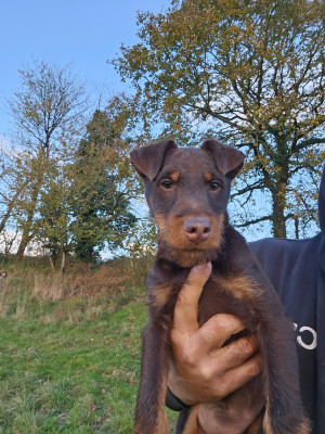 Étalon Terrier de chasse allemand - Frenchfox APACHE