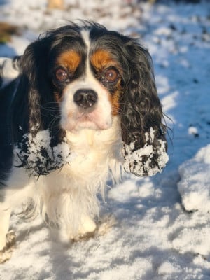 Étalon Cavalier King Charles Spaniel - CH. Rosewood palace Whitney