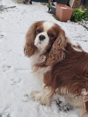 Étalon Cavalier King Charles Spaniel - Uruguay De la geode