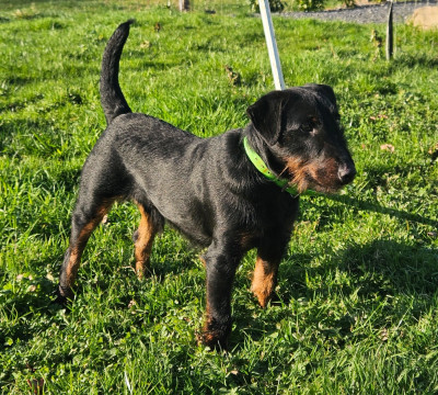 Étalon Terrier de chasse allemand - GOLIATH vom rexon forst