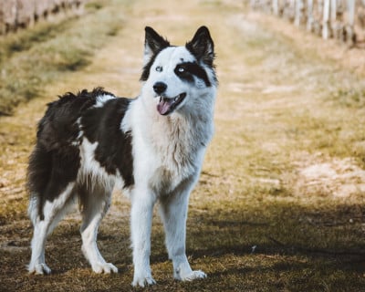 T Korra Titre Initial