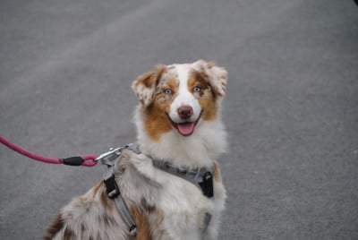 Étalon Berger Australien - Vérone domaine du hameau du fayel
