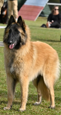 Étalon Berger Belge - Aupium Des Gardiens De L'Enfer