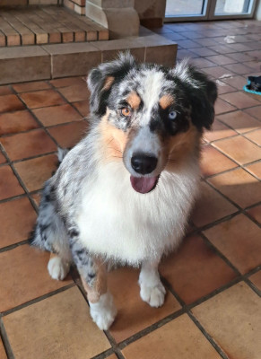 Étalon Berger Australien - Viky (dit Athènes) des monts de la gaya scienza