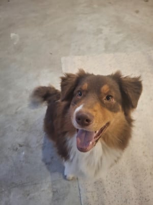 Étalon Berger Australien - Amour (dit Aria) Du Val De La Licorne