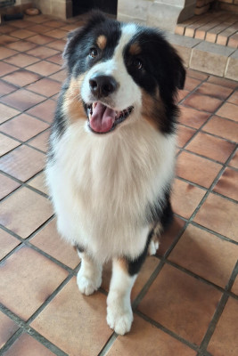 Étalon Berger Australien - Very Oslo (dit Oslo) Du Clan De Mackenzie