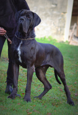 Étalon Dogue allemand - Franklin modry efekt