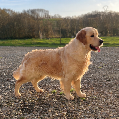 Étalon Golden Retriever - navilis Jumbo