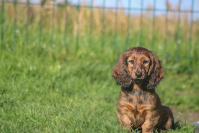 Étalon Teckel poil long - Apericub gout galantine Of Vanook's Garden