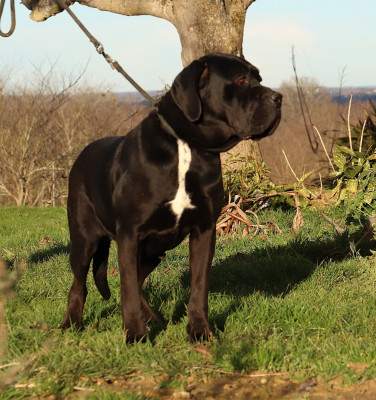 Étalon Cane Corso - Rihanna (Sans Affixe)