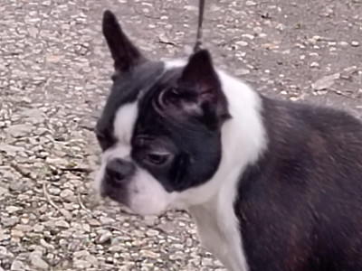 Étalon Boston Terrier - CH. Votez pour moi Du grand fresnoy