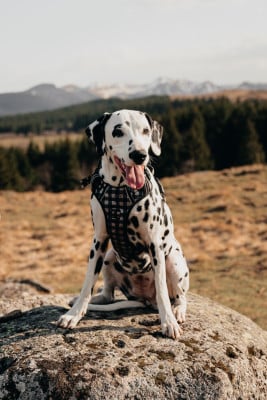 Étalon Dalmatien - VALIA De Douce Etoile Flora