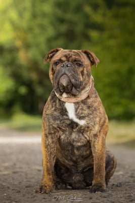 Étalon Bulldog continental - Unstoppable Des Dieux de l Arène Titre Initial