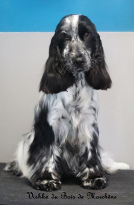 Étalon Cocker Spaniel Anglais - Vishka Du Bois De Morchène