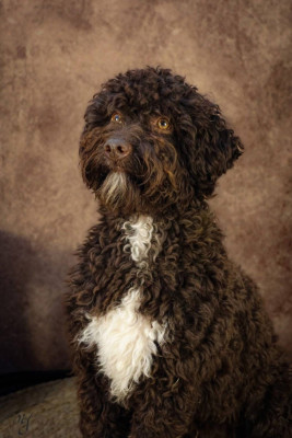 Étalon Lagotto Romagnolo - ATOUWA De La Schaafraniere