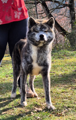 Étalon Akita - Unryu Miyavi de la Pluie de Loups